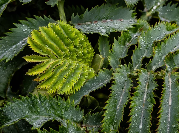 フランス ブルターニュのエキゾチックなロスコフの庭の緑の植物 — ストック写真