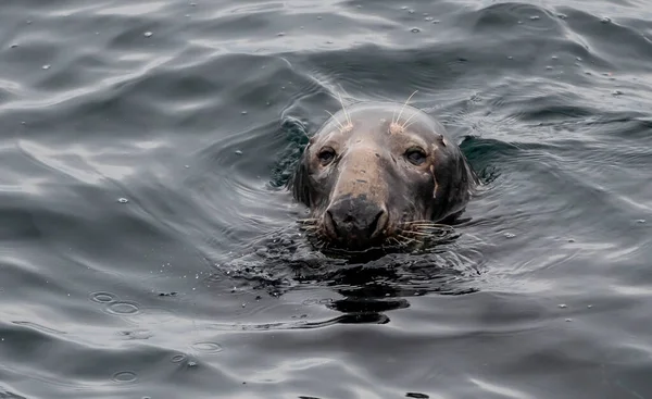 Mężczyzna Atlantic Grey Seal Halichoerus Grypus Wybrzeży Conquet Bretanii Francja — Zdjęcie stockowe