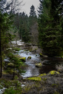 Aşağı Avusturya 'da (Waldviertel) Nehir Kamp Vadisi' nde Orman ve Yosunlu Kayalar Altında Akıyor
