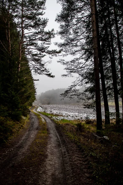 Abandoned Conifer Forest With Narrow Gravel Road In Lower Austria (Waldviertel) In Austria
