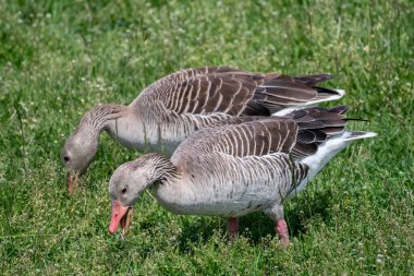 Gri Kaz, Greylag Kaz (Anser Anser) Yeşil Çayırda Kalk