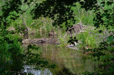 Avusturya 'nın Viyana kentindeki Tuna Nehri' nin sulak alanlarında Beaver Barajı ve Pansiyonu