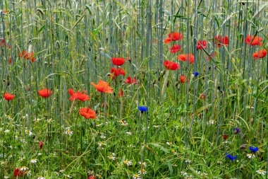 Mısır tarlası ve renkli çiçek çayırı Poppy, Cornflower ve Marguerite ile