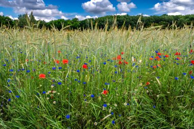 Renkli çiçekli mısır tarlası Poppy, Cornflower ve Marguerite ile