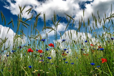 Renkli çiçekli mısır tarlası Poppy, Cornflower ve Marguerite ile