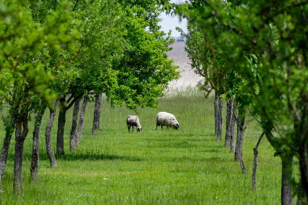 Flock Of White Sheep Browse Between Trees In The Landscape Of Lake Neusiedl in Burgenland, Austria