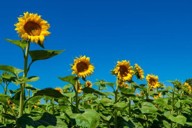 Field With Common Sunflowers (Helianthus annuus) With Big Yellow Blossoms In Austria clipart