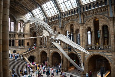 Londra, UNITED KINGDOM - 31 Ağustos 2023: Mavi Balina İskeleti ve Londra Doğal Tarih Müzesi Ziyaretçileri ile Ana Salon