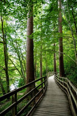 Wales, Birleşik Krallık 'taki Snowdonia Ulusal Parkı' nda Betws-y-Coed Köyü yakınlarında orman yürüyüşü