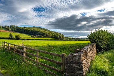 İngiltere, Doğu Galler 'de otlaklı kırsal arazi ve koyun sürüsü saman tarlasına yakın.