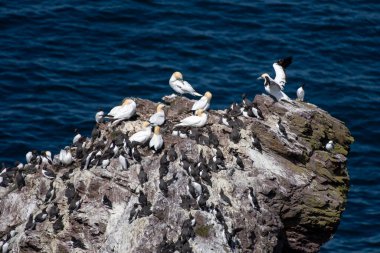 Üreyen Deniz Kuşları Kuzey Sümsük Kuşları (Morus Bassanus), Common Guillemots (Uria Aalge) ve Razorbills (Alca Torda) İskoçya, İngiltere 'deki St. Abbs Head Atlantik Kıyısında