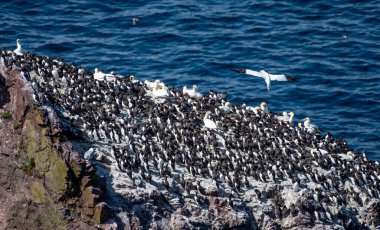 Breeding Seabirds Northern Gannets (Morus Bassanus), Common Guillemots (Uria Aalge) and Razorbills (Alca Torda) At The Atlantic Coast Of St. Abbs Head In Scotland, UK clipart