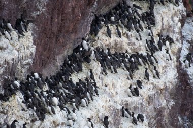 Üreyen Deniz Kuşları (Uria Aalge) St. Abbs 'ın Atlantik kıyısındaki dik uçurumlarda İskoçya, İngiltere