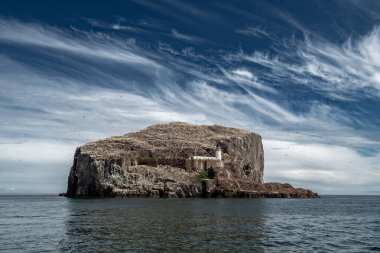 Kuzey Sümsük Kuşları (Morus Bassanus) ile Bass Rock Adası İskoçya 'da Kuzey Berwick yakınlarındaki Firth of Forth Atlantik Okyanusu' nda