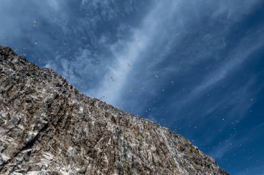 Kuzey Sümsük Kuşları Kolonisi (Morus Bassanus) İskoçya 'da Edinburgh yakınlarındaki Kuzey Berwick' teki Firth of Forth 'un Atlantik Okyanusu' ndaki Bass Rock Adası 'nda
