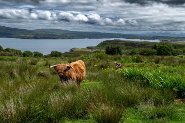 İskoçya, İngiltere 'deki Skye Adası' nın Atlantik kıyısında uzun boynuzlu Highland sığırları