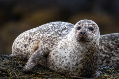 Relaxing Common Seal Or Harbor Seal (Phoca Vitulina) At The Atlantic Coast Of The Isle Of Skye Near Dunvegan In Scotland, UK clipart