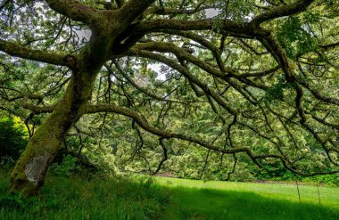 İskoçya, İngiltere 'deki Inverewe Botanik Bahçesinde Lichen kabuğuyla dolu Eski Meşe Ağacı