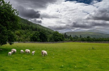 İskoçya 'daki Ullapool köyü yakınlarındaki kırsal İskoçya' da Koyun Sürüsü