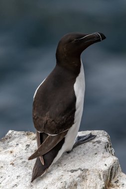 Deniz Kuşu Tür Razorbill (Alca Torda) İskoçya 'da Anstruther yakınlarındaki Forth Firth' te Mayıs ayında