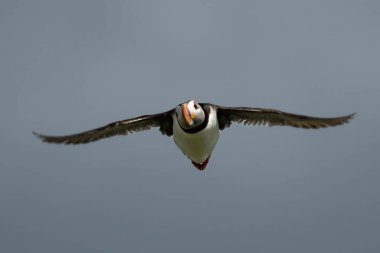 Deniz Kuşu Tür Atlantik Martıları (Fratercula Arctica), İskoçya 'da Anstruther yakınlarındaki Forth Firth of Forth' ta Mayıs ayında uçar.