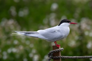 Kuzey Kutup Bölgesi 'nde (Sterna Paradisaea), İskoçya' da Anstruther yakınlarındaki Forth Firth of Forth adasında.