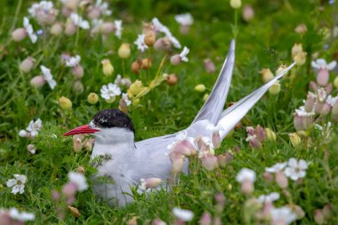 Breeding Seabird Species Arctic Tern (Sterna Paradisaea) On The Isle Of May In The Firth Of Forth Near Anstruther In Scotland clipart