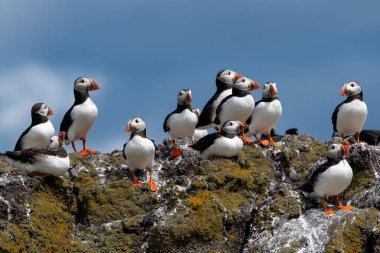 Deniz Kuşu Türler Grubu Atlantik Martıları (Fratercula Arctica) İskoçya 'da Anstruther yakınlarındaki Forth Firth of Forth Adası' nda