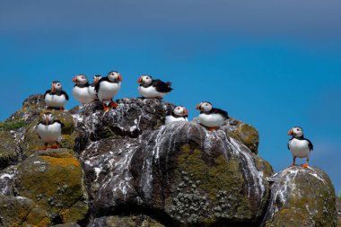Deniz Kuşu Türler Grubu Atlantik Martıları (Fratercula Arctica) İskoçya 'da Anstruther yakınlarındaki Forth Firth of Forth Adası' nda