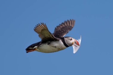 Seabird Species Atlantic Puffin (Fratercula arctica) With Feather Flies On The Isle Of May In The Firth Of Forth Near Anstruther In Scotland clipart