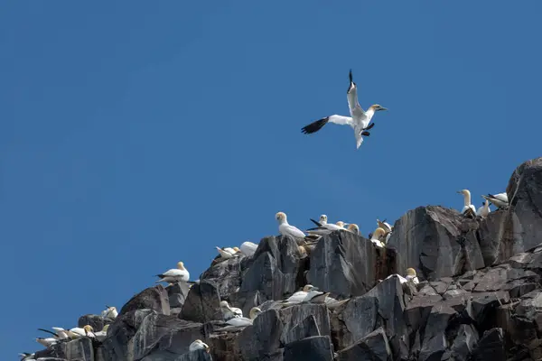 stock image Colony Of Nesting Seabirds Northern Gannets (Morus Bassanus) On Bass Rock Island In The Atlantic Ocean Of Firth of Forth At North Berwick Near Edinburgh In Scotland