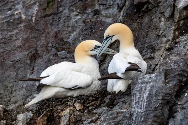 stock image Loving Couple Of Nesting Seabirds Northern Gannets (Morus Bassanus) On Island Bass Rock In The Atlantic Ocean Of Firth of Forth At North Berwick Near Edinburgh In Scotland