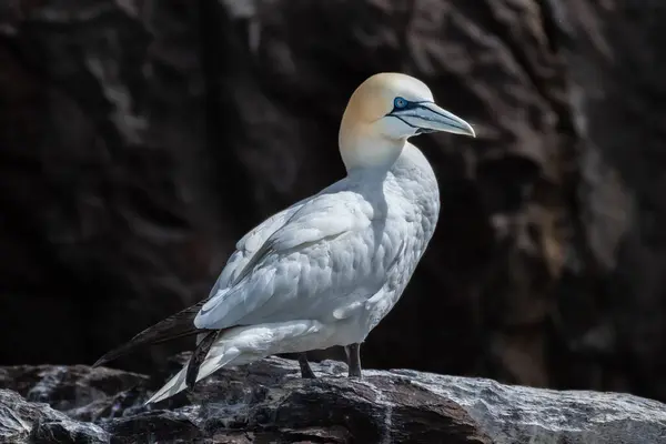 stock image Nesting Seabirds Northern Gannets (Morus Bassanus) On Island Bass Rock In The Atlantic Ocean Of Firth of Forth At North Berwick Near Edinburgh In Scotland