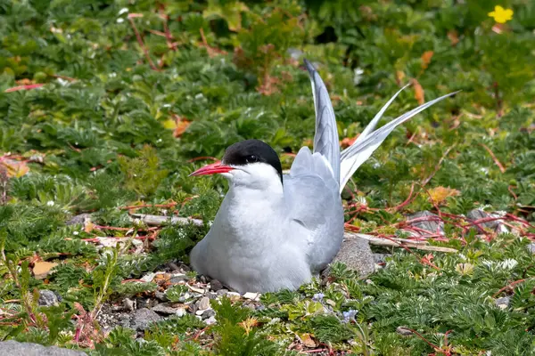 Üreyen Deniz Kuşu Türleri Kuzey Kutup Bölgesi (Sterna Paradisaea) Mayıs ayında İskoçya 'da Anstruther yakınlarındaki Forth Firth of Forth adasında