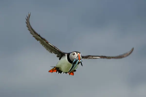 stock image Seabird Species Atlantic Puffin (Fratercula arctica) With Sandeels Flies On The Isle Of May In The Firth Of Forth Near Anstruther In Scotland