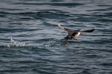 Atlantik Martısına Başlamak (Fratercula arktika) İskoçya 'da Kuzey Berwick yakınlarındaki Forth Firth of Forth' ta