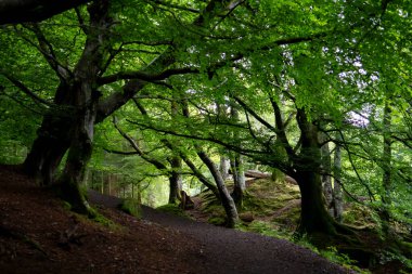 İskoçya, İngiltere 'deki Callander yakınlarında Bracklinn Şelalesi' ne giden gizemli ormanda yürüyüş yolu.