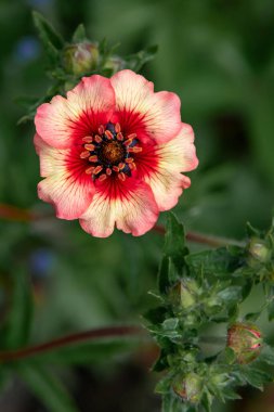 Yaban Gülünün Kırmızı Çiçeği ve Kapalı Tomurcuklar