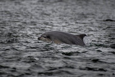 Bottlenose Dolphin (Delphinus Truncatus) In The Moray Firth At Chanonry Point Near Inverness In Scotland clipart