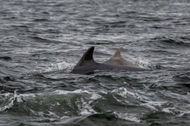 Şişe Burunlu Yunus (Delphinus Truncatus) İskoçya 'daki Chanonry Point' teki Moray Firth 'te