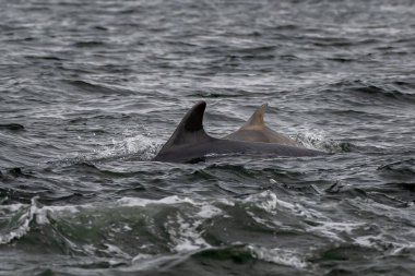 Bottlenose Dolphin (Delphinus Truncatus) In The Moray Firth At Chanonry Point Near Inverness In Scotland clipart