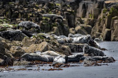Atlantik Gri Fok (Halichoerus Grypus) ile Koloni Mayıs 'ta İskoçya' da Anstruther yakınlarındaki Forth Firth 'te