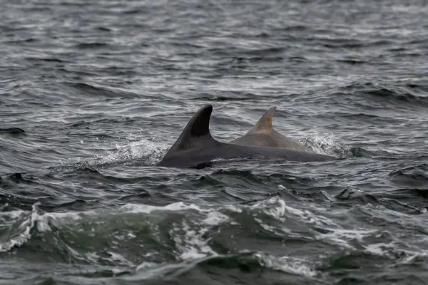 stock image Bottlenose Dolphin (Delphinus Truncatus) In The Moray Firth At Chanonry Point Near Inverness In Scotland