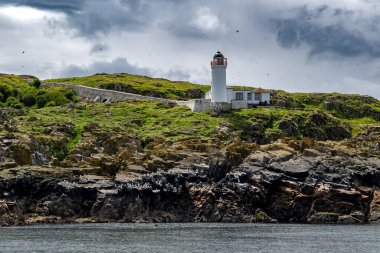 Deniz Kuşu Doğa Koruma Alanı Mayıs ayının 4. Bölgesi Atlantik Okyanusu 'nda İskoçya Anstruther yakınlarında