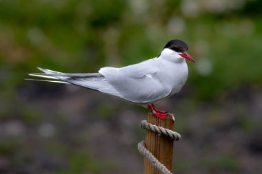Kuzey Kutup Bölgesi 'nde (Sterna Paradisaea), İskoçya' da Anstruther yakınlarındaki Forth Firth of Forth adasında.