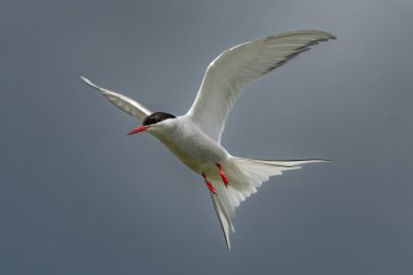 Deniz Kuşu Türler Arktik Teriyeri (Sterna Paradisaea), Mayıs ayında İskoçya 'da, Anstruther yakınlarında, Forth of Forth Adası' nda balık avı sırasında uçar.