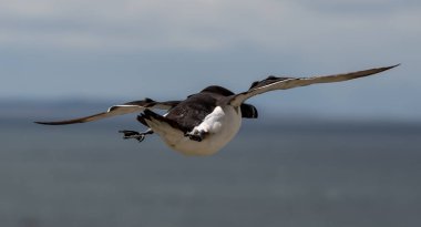 Deniz Kuşu Razorbill (Alca Torda), İskoçya 'da Anstruther yakınlarındaki Forth Firth' te Mayıs ayında uçar.