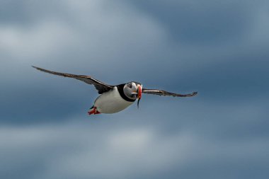 Seabird Species Atlantic Puffin (Fratercula arctica) With Sandeels Flies On The Isle Of May In The Firth Of Forth Near Anstruther In Scotland clipart