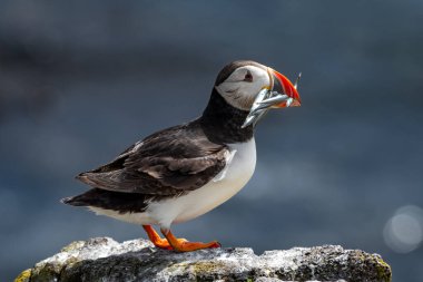 Seabird Species Atlantic Puffin (Fratercula arctica) With Sandeels On The Isle Of May In The Firth Of Forth Near Anstruther In Scotland clipart