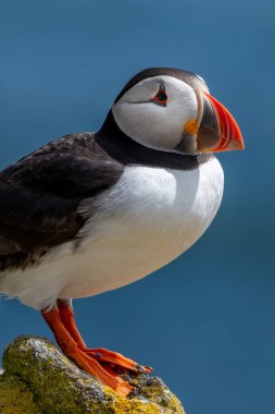 Deniz Kuşu Tür Atlantik Martıları (Fratercula Arctica) İskoçya 'da Anstruther yakınlarındaki Forth Firth' te Mayıs ayında